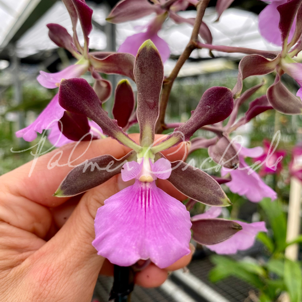 Encyclia+Rioclarense+Palmer+